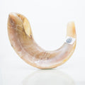 Shofar mediano a Largo  de cuerno de carnero - Pulido Por Israel Shofars