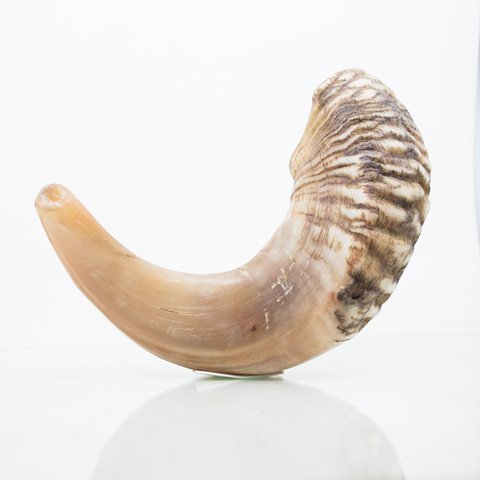 Shofar 33CM cuerno de Israel estilo Original Rams tradicional grueso