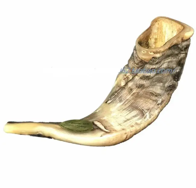 Shofar 33CM cuerno de Israel estilo Original Rams tradicional grueso