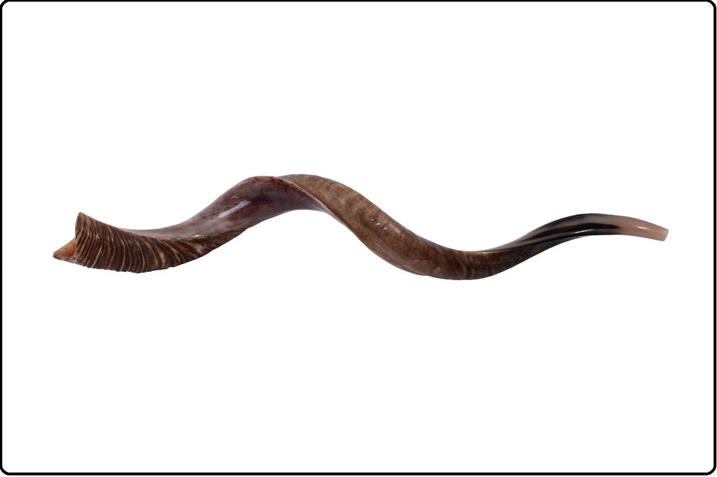 Half polished natural Judaica Kosher 60-70 cm Yemenite Kudu Shofar Horn shofar