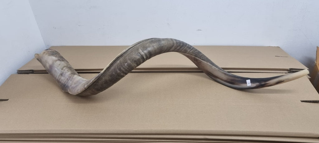 Huge SHOFAR Very Big Half Natural Half polish Kosher Kudu Horn 51 " 130cm RARE