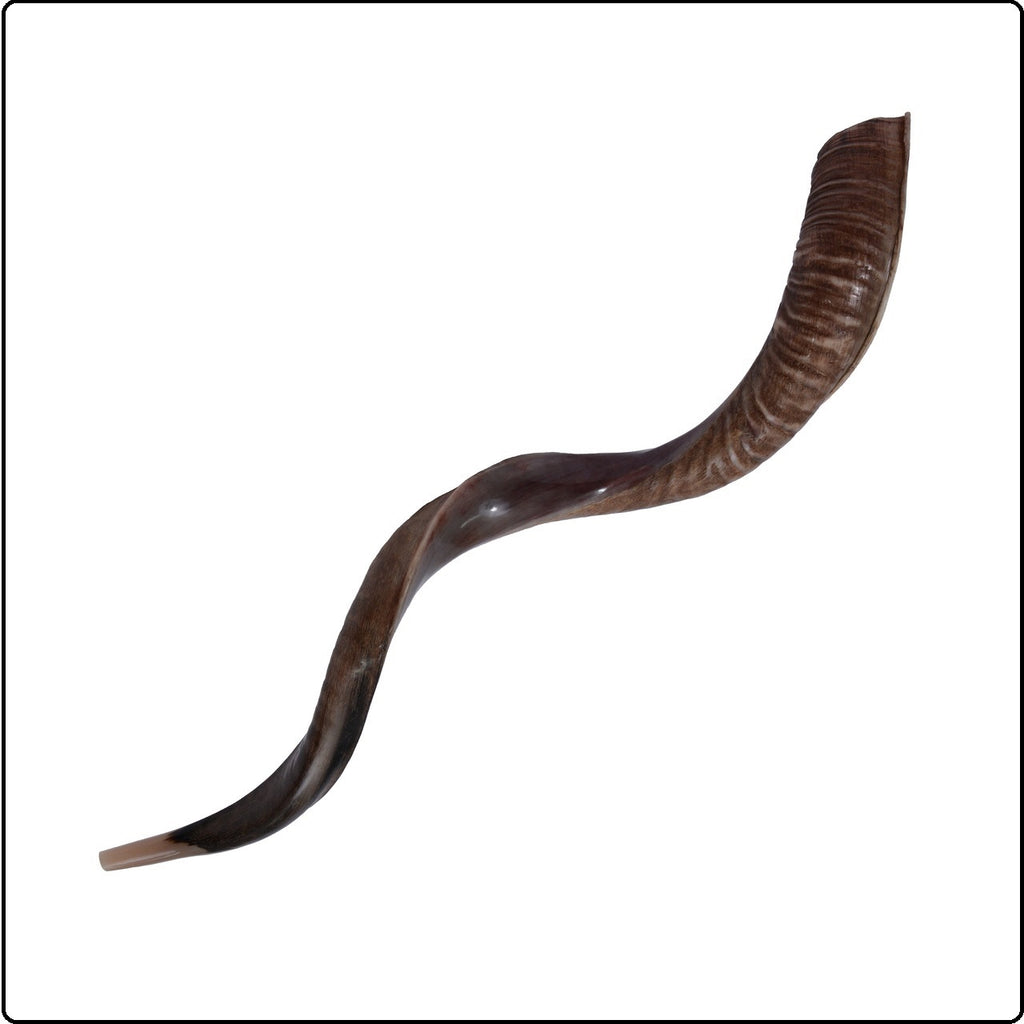 Half polished natural Judaica Kosher 60-70 cm Yemenite Kudu Shofar Horn shofar