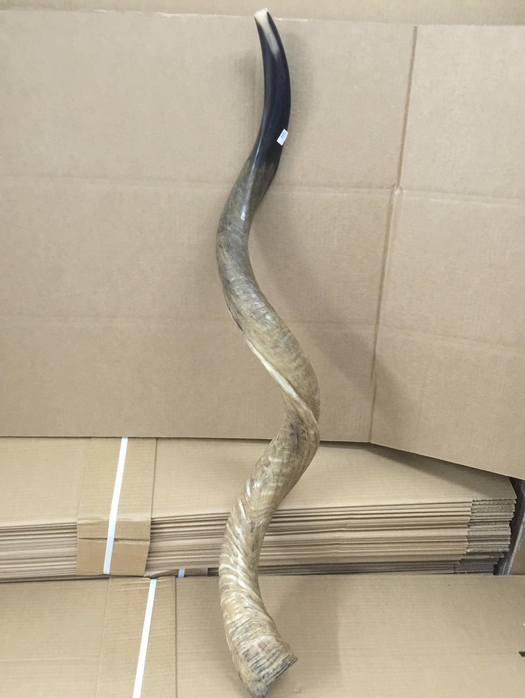 Amazing Kudu Yemenite SHOFAR Horn Kosher Full Natural From Israel 32 Judaica