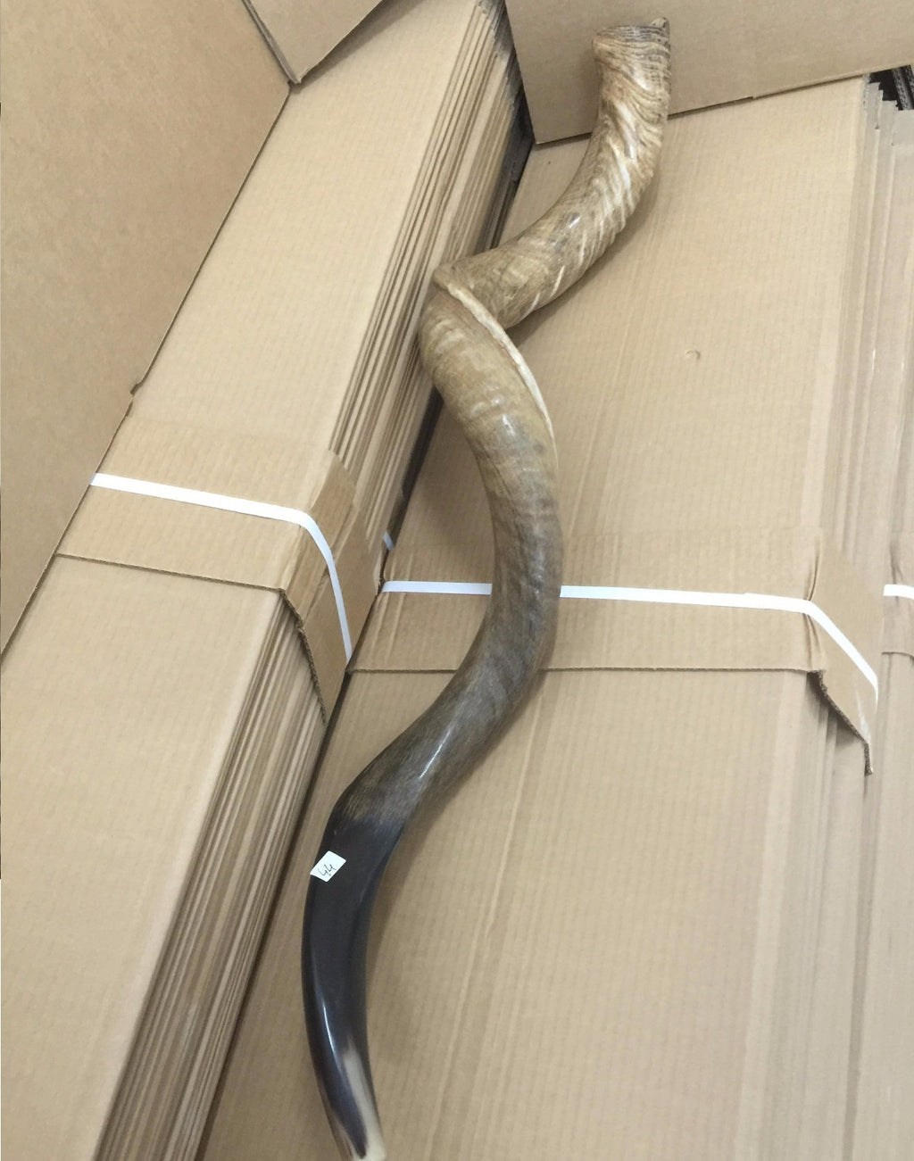 Amazing Kudu Yemenite SHOFAR Horn Kosher Full Natural From Israel 32 Judaica