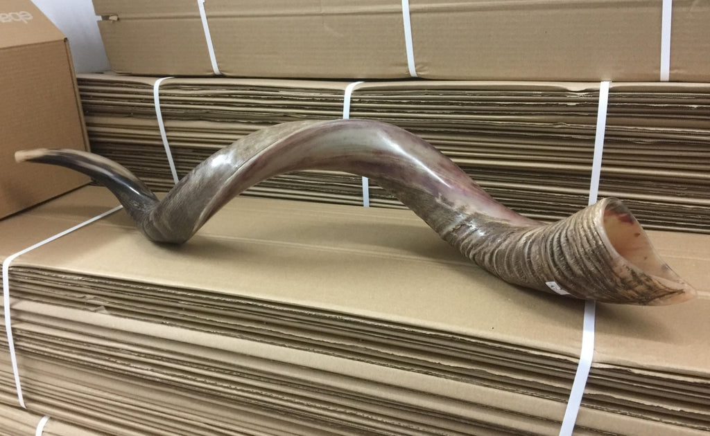 Yemenite Kudu Shofar Horn Half Polished Jumbo Size XXL100- 105 CM  From Israel