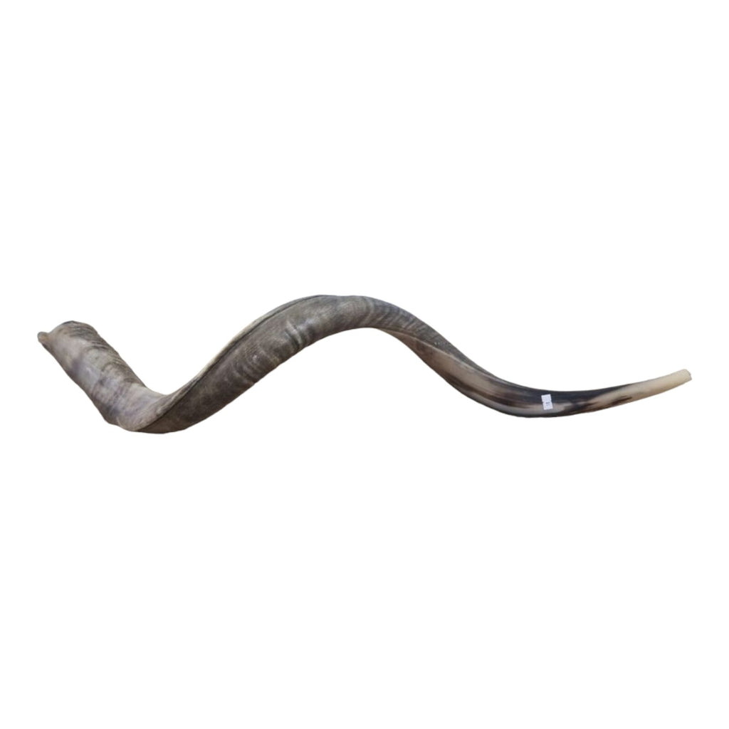 Huge SHOFAR Very Big Half Natural Half polish Kosher Kudu Horn 51 " 130cm RARE