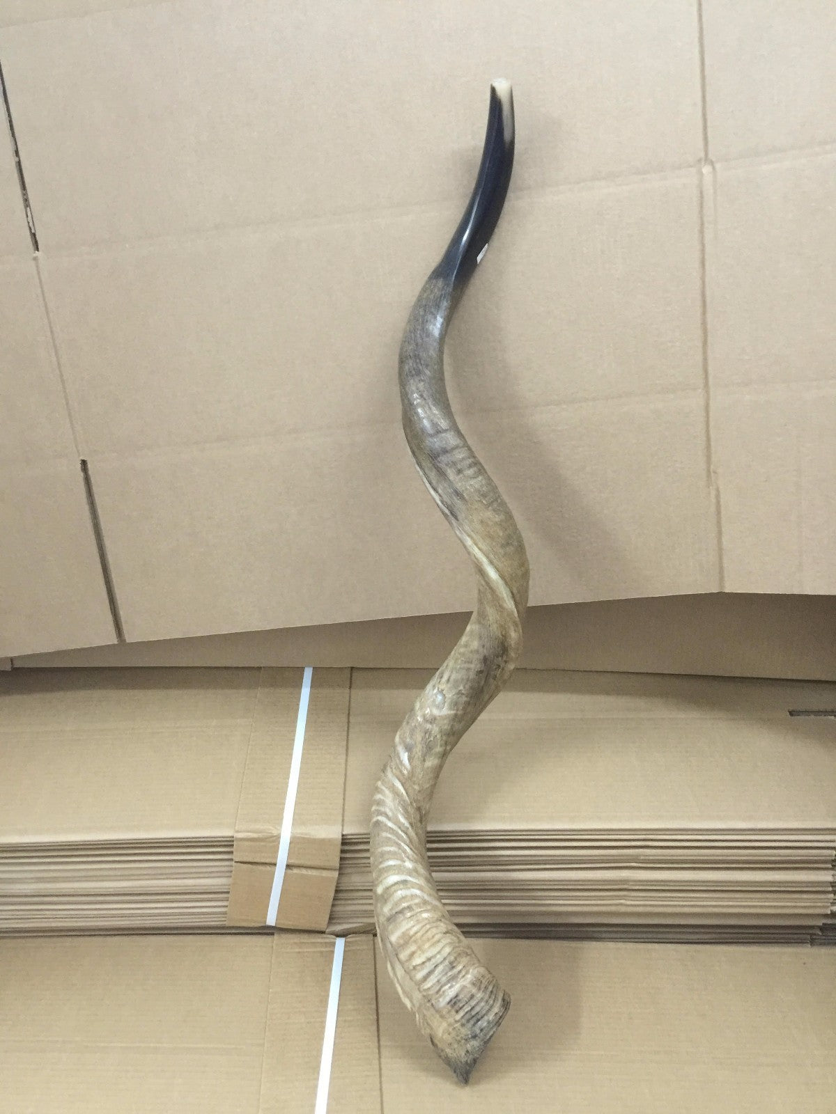 Amazing Kudu Yemenite SHOFAR Horn Kosher Full Natural From Israel 32 Judaica