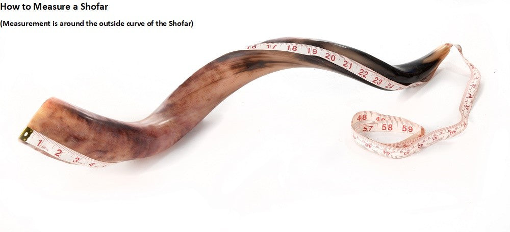 Shofar Polished Polish Kosher Kudu Horn 36" -40 " inch (90-100cm) Made In Israel