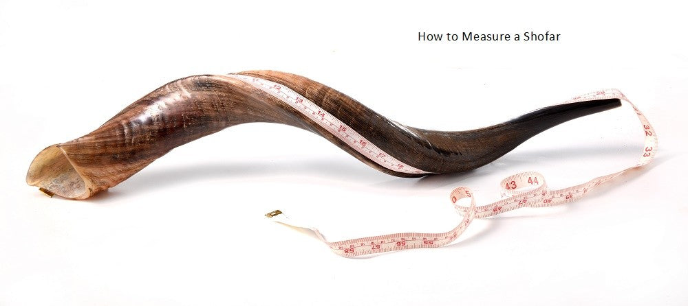 Huge SHOFAR Very Big Half Natural Half polish Kosher Kudu Horn 51 " 130cm RARE