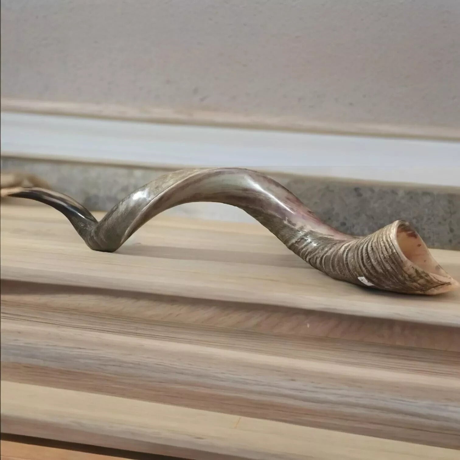 Half polished natural Judaica Kosher 60-70 cm Yemenite Kudu Shofar Horn shofar