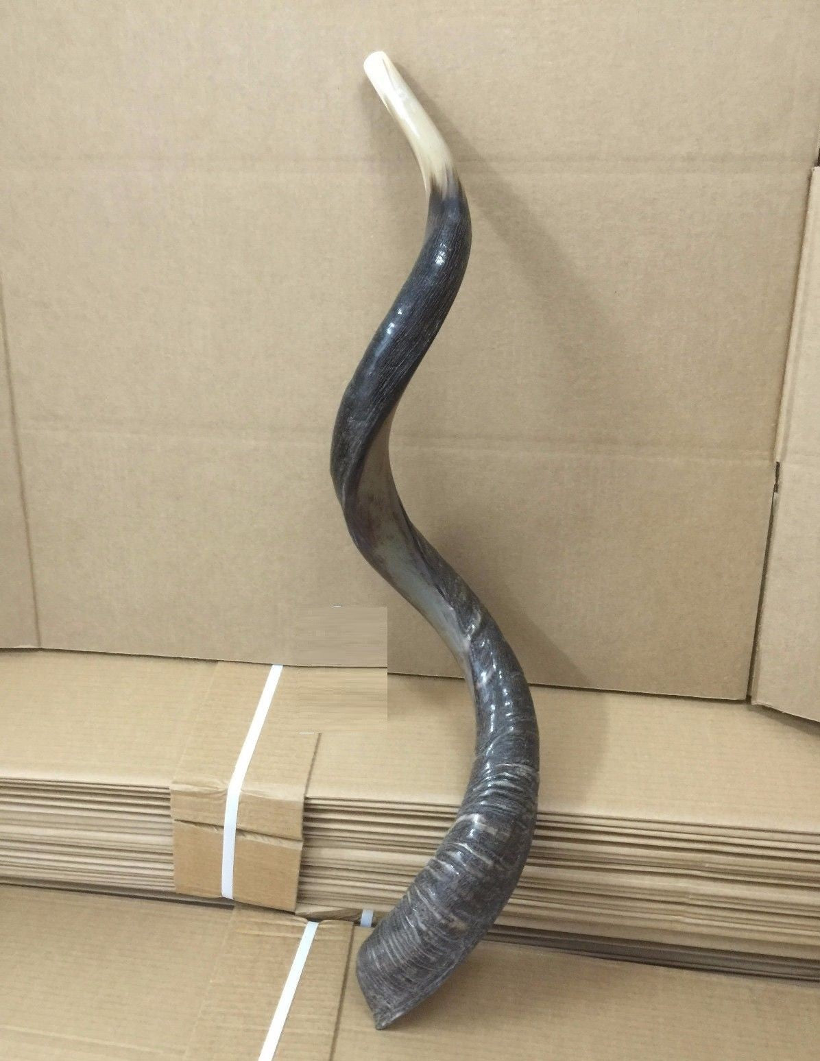 Yemenite Kudu Shofar Horn Half Polished Jumbo Size XXL100- 105 CM  From Israel