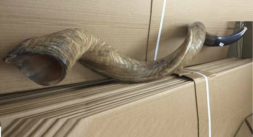 Amazing Kudu Yemenite SHOFAR Horn Kosher Full Natural From Israel 32 Judaica