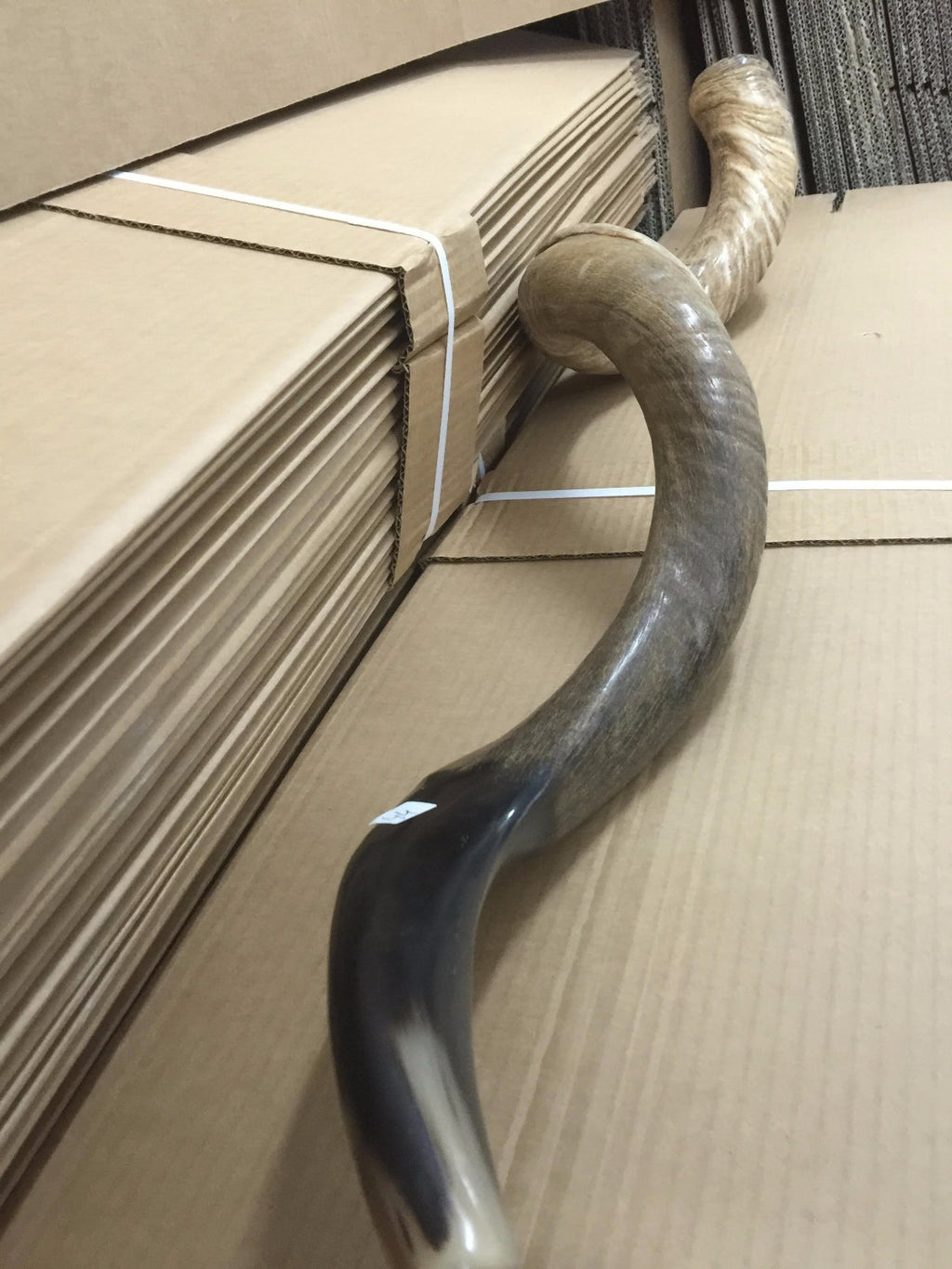 Amazing Kudu Yemenite SHOFAR Horn Kosher Full Natural From Israel 32 Judaica