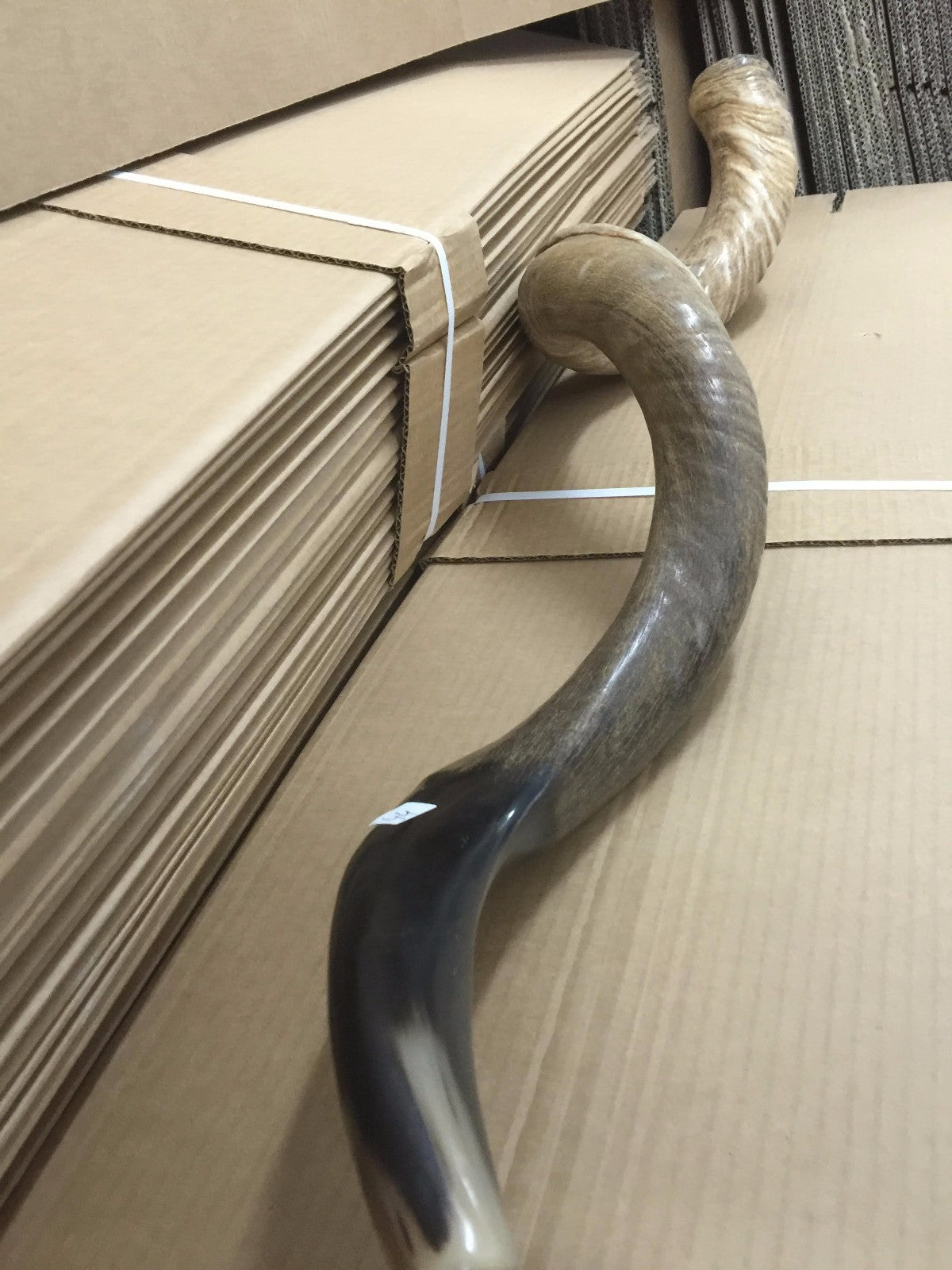 Amazing Kudu Yemenite SHOFAR Horn Kosher Full Natural From Israel 32 Judaica