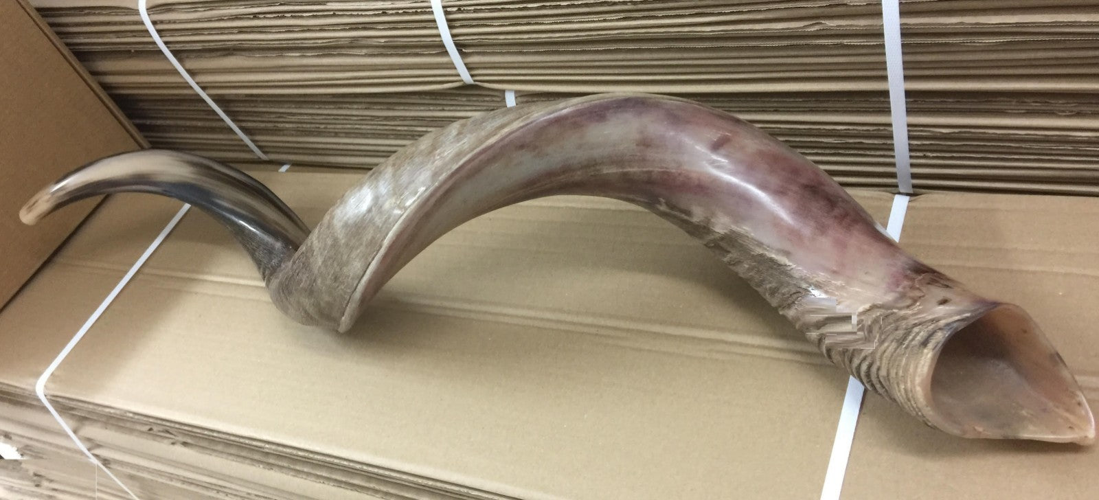 Yemenite Kudu Shofar Horn Half Polished Jumbo Size XXL100- 105 CM  From Israel
