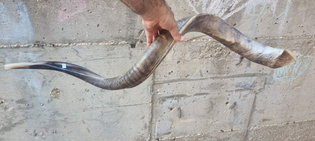 Huge SHOFAR Very Big Half Natural Half polish Kosher Kudu Horn 51 " 130cm RARE