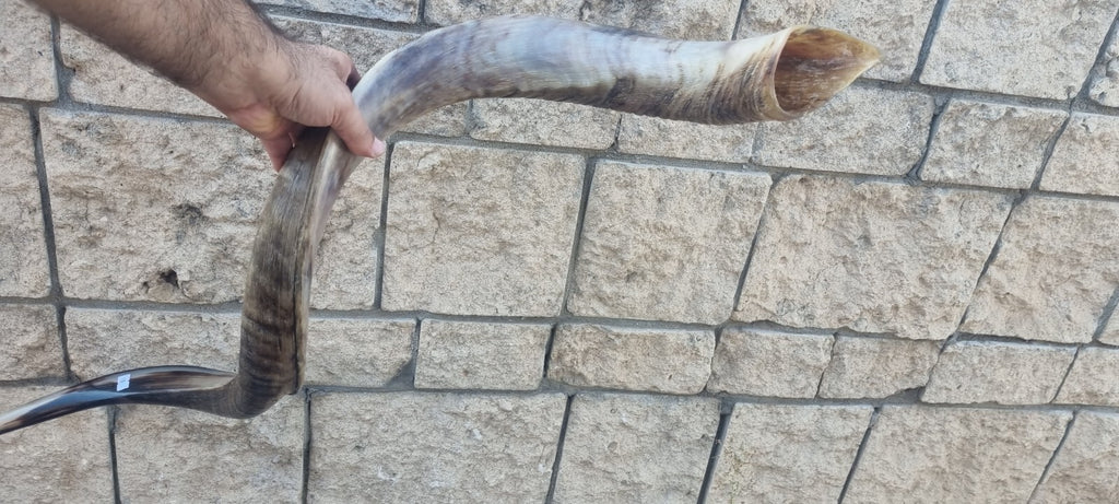 Huge SHOFAR Very Big Half Natural Half polish Kosher Kudu Horn 51 " 130cm RARE