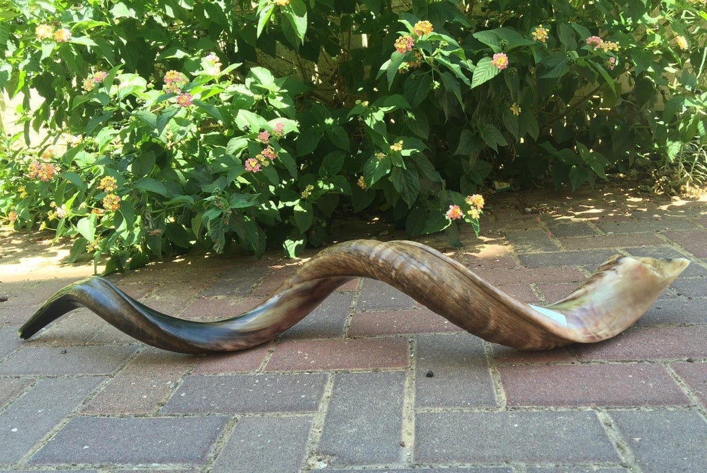 Yemenite Kudu Shofar Horn Half Polished Jumbo Size XXL100- 105 CM  From Israel