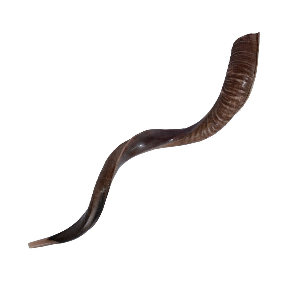 Half polished natural Judaica Kosher 60-70 cm Yemenite Kudu Shofar Horn shofar