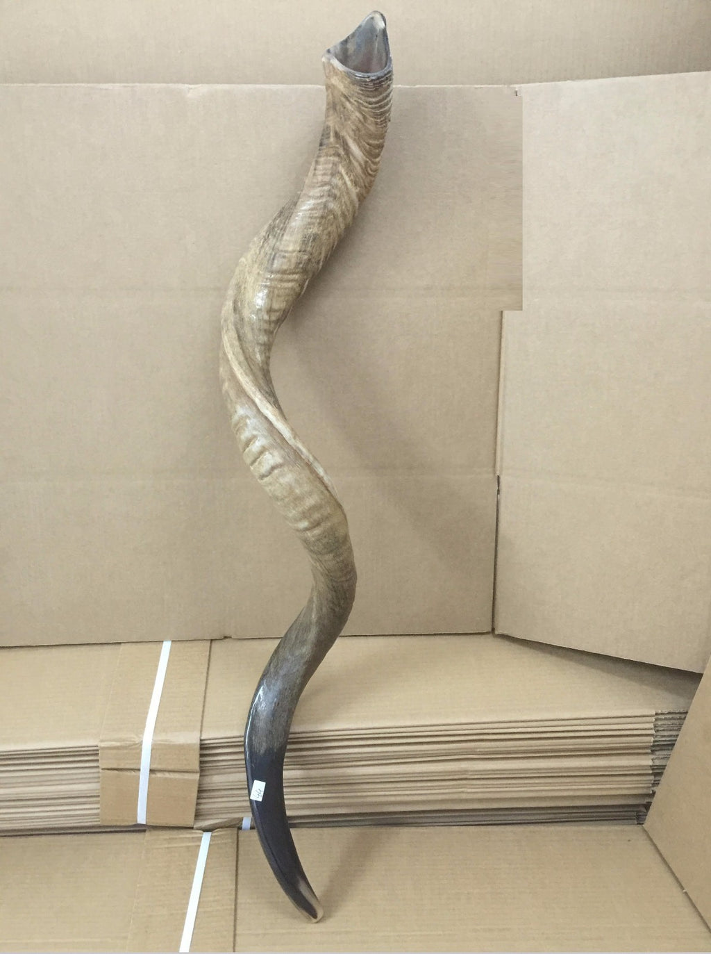 Amazing Kudu Yemenite SHOFAR Horn Kosher Full Natural From Israel 32 Judaica