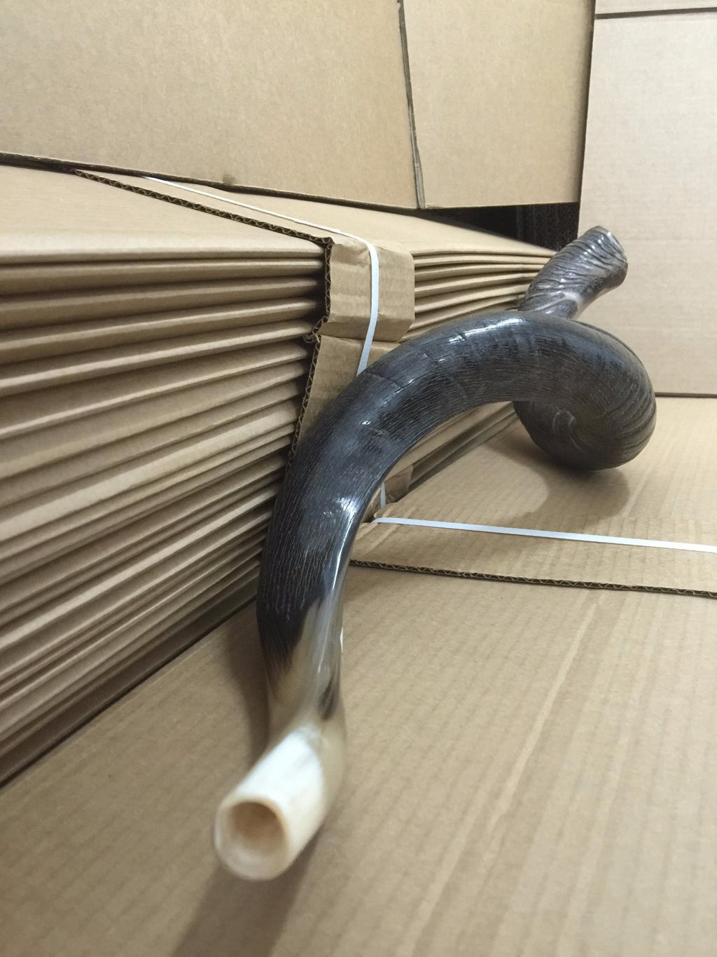 Yemenite Kudu Shofar Horn Half Polished Jumbo Size XXL100- 105 CM  From Israel