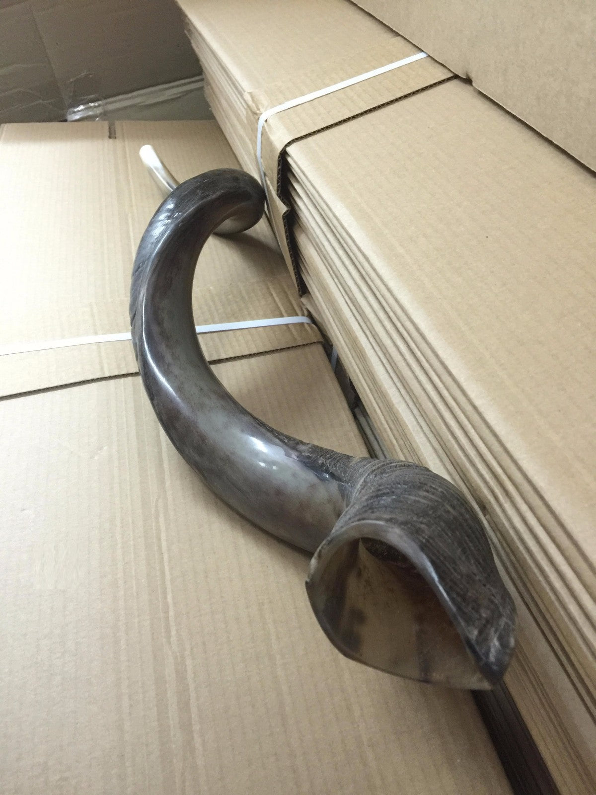 Yemenite Kudu Shofar Horn Half Polished Jumbo Size XXL100- 105 CM  From Israel