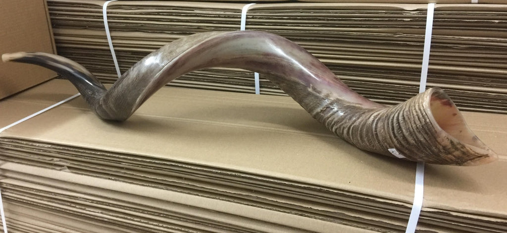 Yemenite Kudu Shofar Horn Half Polished Jumbo Size XXL100- 105 CM  From Israel