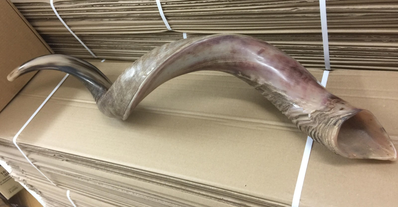 Yemenite Kudu Shofar Horn Half Polished Jumbo Size XXL100- 105 CM  From Israel