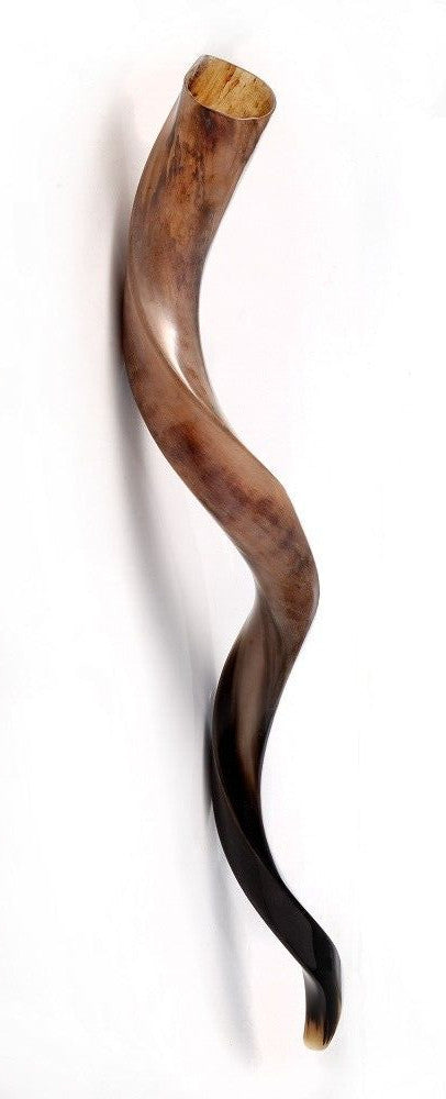 Shofar Polished Polish Kosher Kudu Horn 36" -40 " inch (90-100cm) Made In Israel