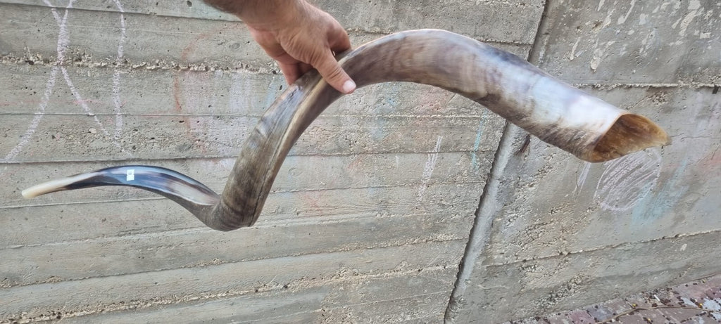 Huge SHOFAR Very Big Half Natural Half polish Kosher Kudu Horn 51 " 130cm RARE