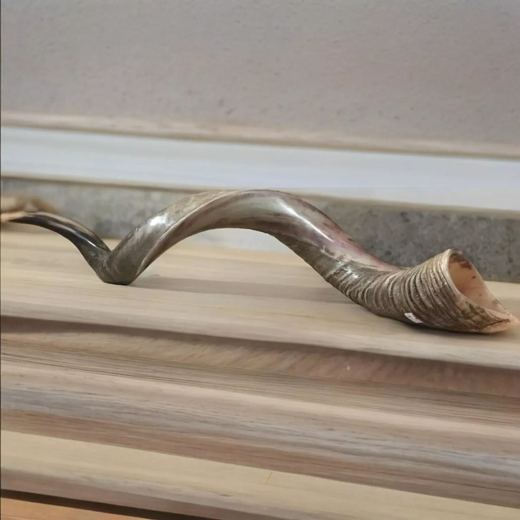 Half polished natural Judaica Kosher 60-70 cm Yemenite Kudu Shofar Horn shofar
