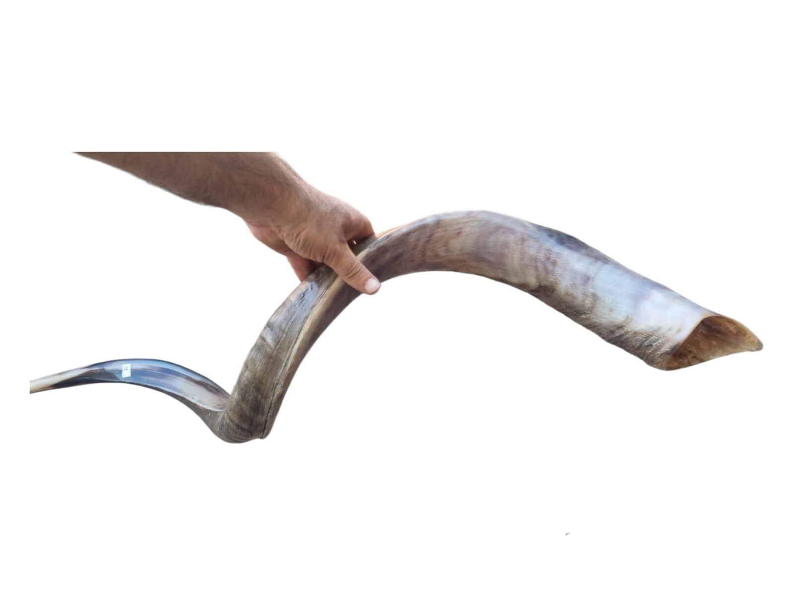 Huge SHOFAR Very Big Half Natural Half polish Kosher Kudu Horn 51 " 130cm RARE