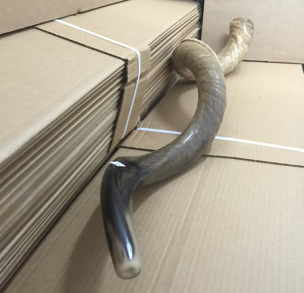 Amazing Kudu Yemenite SHOFAR Horn Kosher Full Natural From Israel 32 Judaica