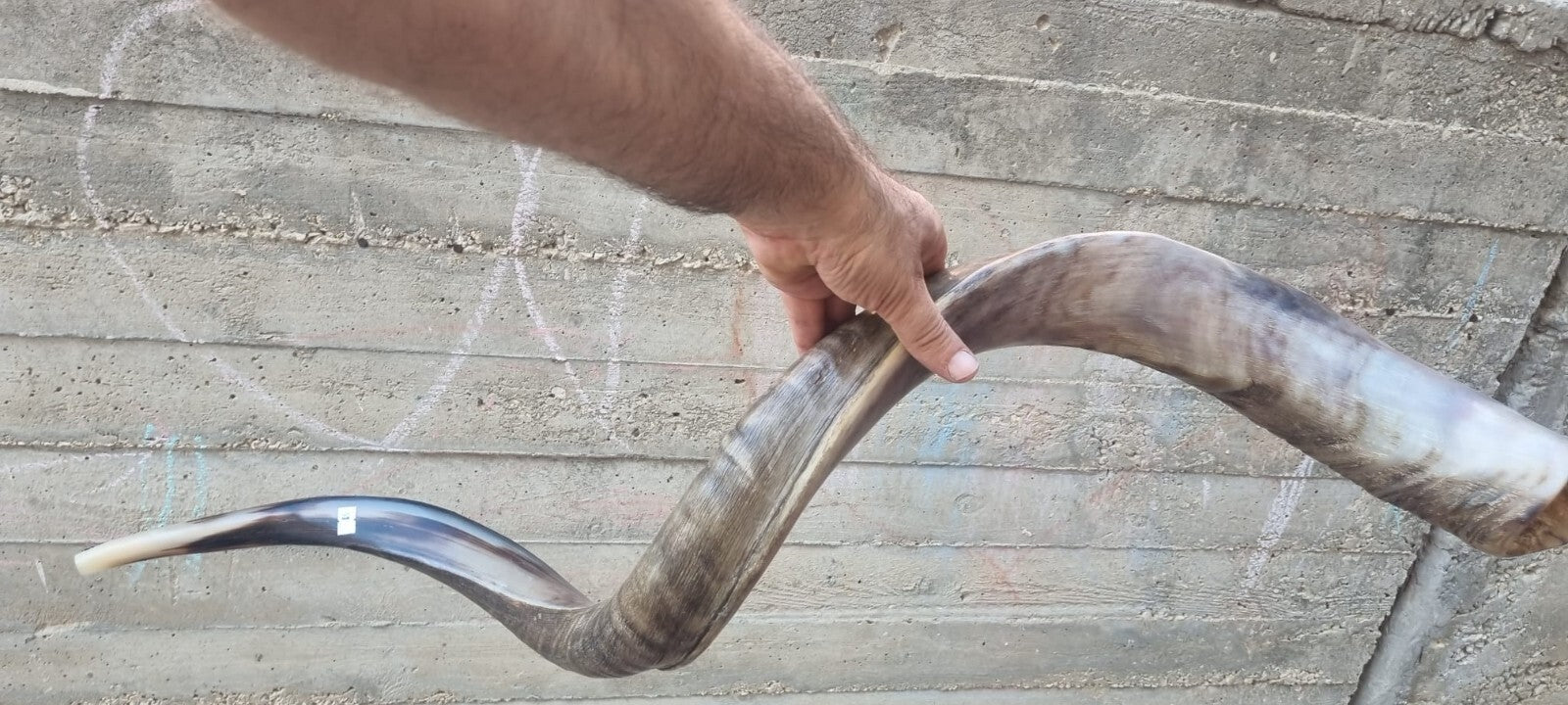 Huge SHOFAR Very Big Half Natural Half polish Kosher Kudu Horn 51 " 130cm RARE
